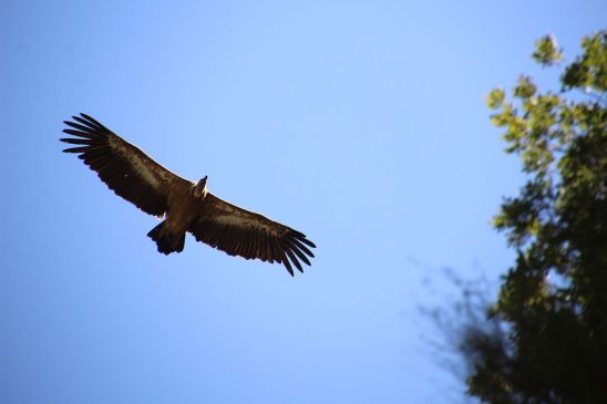 Photo Credit: "Vulture's Freedom" by Alvarog v99 - Own work. Licensed under CC BY-SA 4.0 via Wikimedia Commons - https://commons.wikimedia.org/wiki/File:Vulture%27s_Freedom.JPG#/media/File:Vulture%27s_Freedom.JPG
